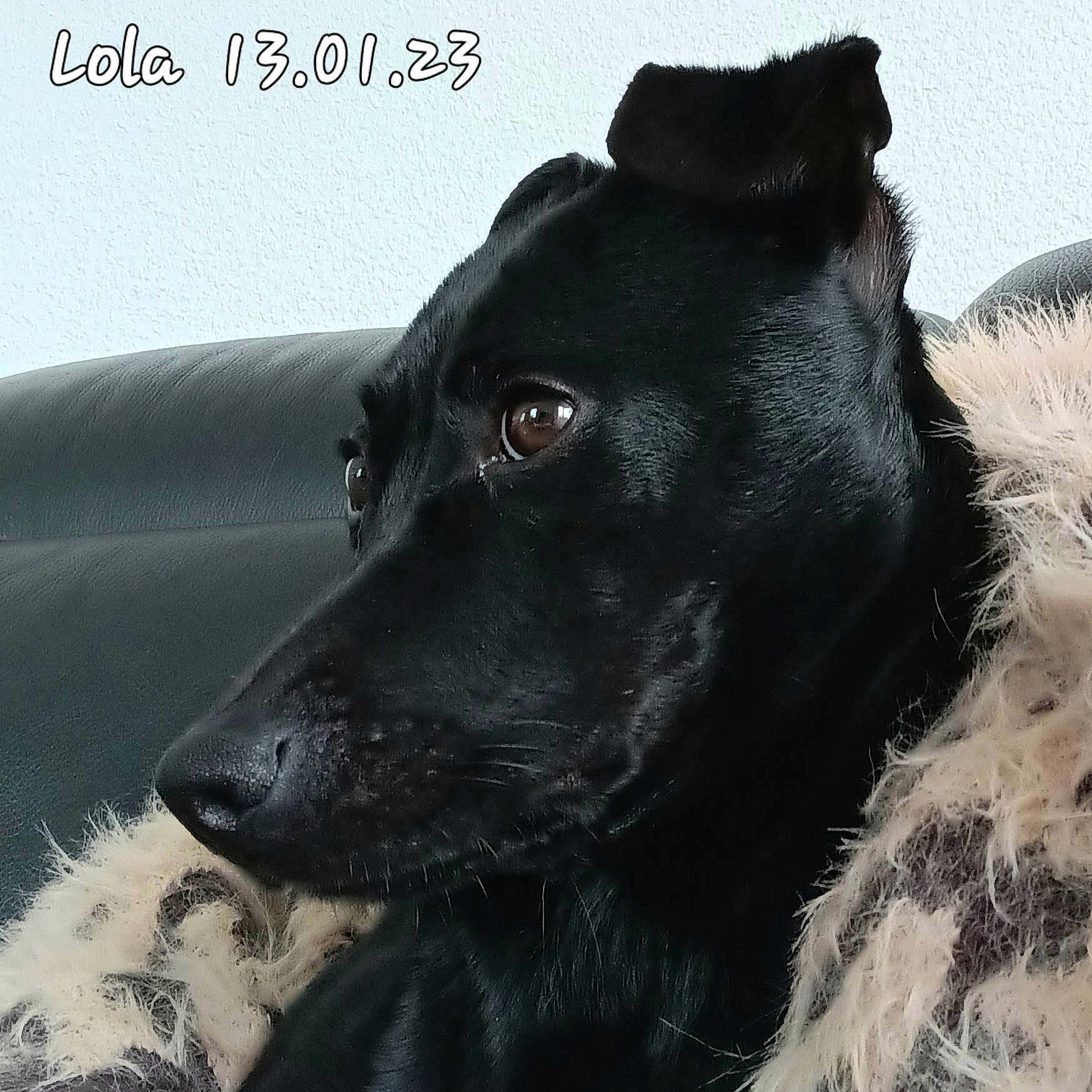 Lola