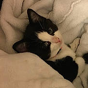 Daisy is registered to the contest to win money with this photo: cat, kitten, black_and_white, animal, pet, cute, fur, whiskers, blanket, cozy, sleeping, resting, indoor, soft, closeup, portrait, young, cute_animal, feline, comfort