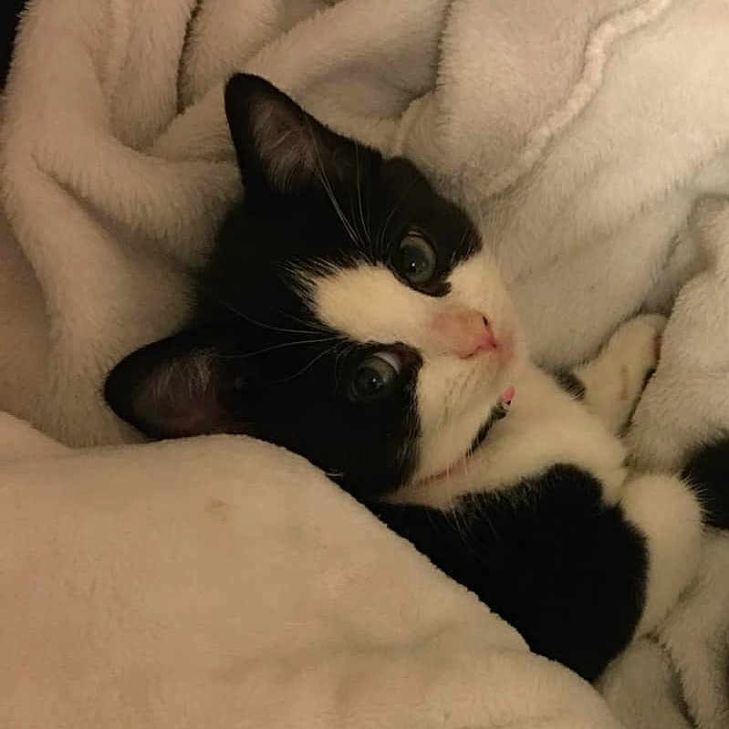 Daisy is registered to the contest to win money with this photo: animal, black_and_white, blanket, cat, closeup, comfort, cozy, cute, cute_animal, feline, fur, indoor, kitten, pet, portrait, resting, sleeping, soft, whiskers, young