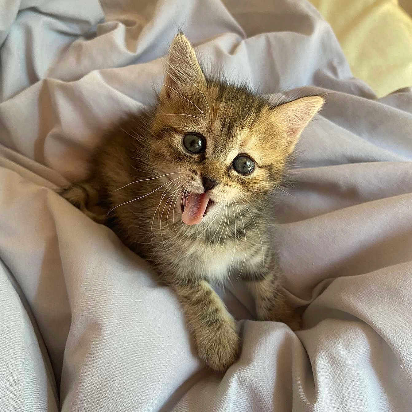 Boo