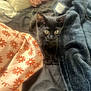 black_kitten, cat, pet, bed, blanket, pillow, floral_pattern, cozy, indoor, fur, animal, cute, wide_eyes, resting, soft_texture, domestic, young_cat, feline, curious, comfort