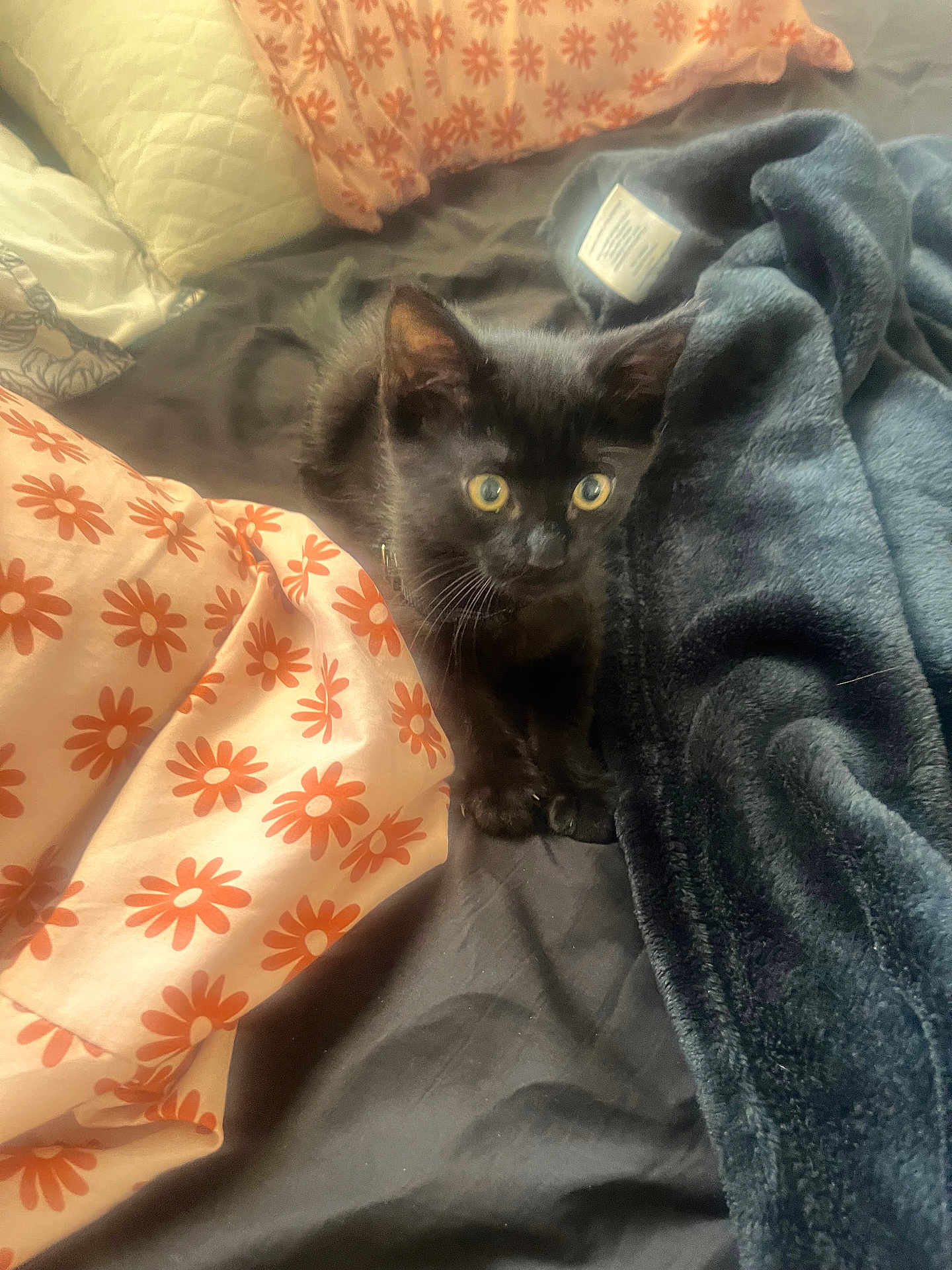 Toothless