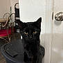black_cat, cat, pet, indoor, trash_bin, door, door_knob, yellow_eyes, animal, feline, curious, paw, household, furniture, chair, table, red_cushion, wood_floor, wall, domestic