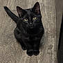 black_cat, cat, pet, animal, feline, indoor, floor, wood_floor, curious, sitting, whiskers, ears, tail, looking_up, cute, domestic_cat, fur, eyes, young_cat, alert
