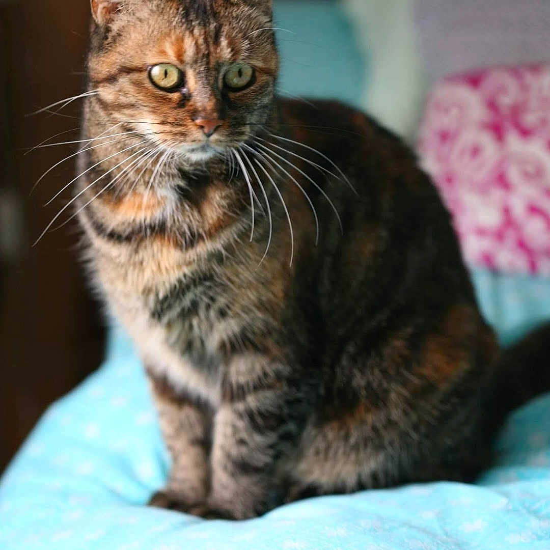 Chipie participe au concours pour gagner de l'argent avec cette photo : abyssinian, animal, bed, blanket, brasssection, cat, cushion, egyptiancat, furniture, homedecor, horn, kitten, manx, musicalinstrument, pet