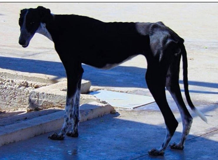 Noor a rejoint le concours — aidez-le/la à gagner de superbes lots ! art, canidae, carnivore, dog, dog_breed, electric_blue, fawn, hunting_dog, landscape, liver, metal, pack_animal, pet_supply, shadow, sporting_group, stallion, tail, terrestrial_animal, wildlife, working_animal