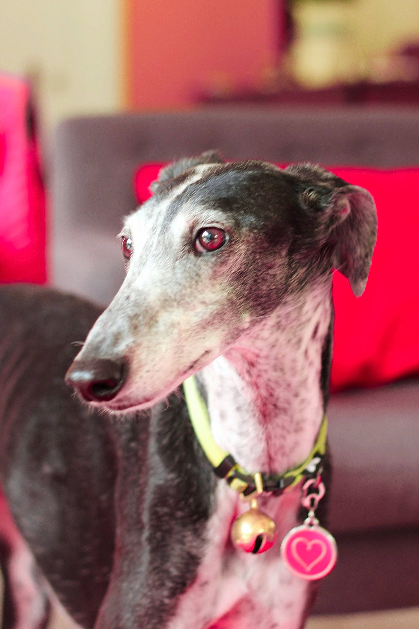 Noor participe au concours pour gagner de l'argent avec cette photo : canidae, carnivore, collar, companion_dog, dog, dog_breed, dog_collar, eye, fawn, hair, human_body, jaw, metal, rampur_greyhound, sighthound, snout, sporting_group, terrestrial_animal, whiskers, working_animal