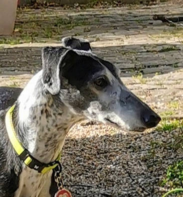 Noor participe au concours pour gagner de l'argent avec cette photo : canidae, carnivore, collar, dog, dog_breed, dog_collar, grass, metal, non_sporting_group, rampur_greyhound, sighthound, sporting_group, terrestrial_animal, whiskers, working_animal, working_dog