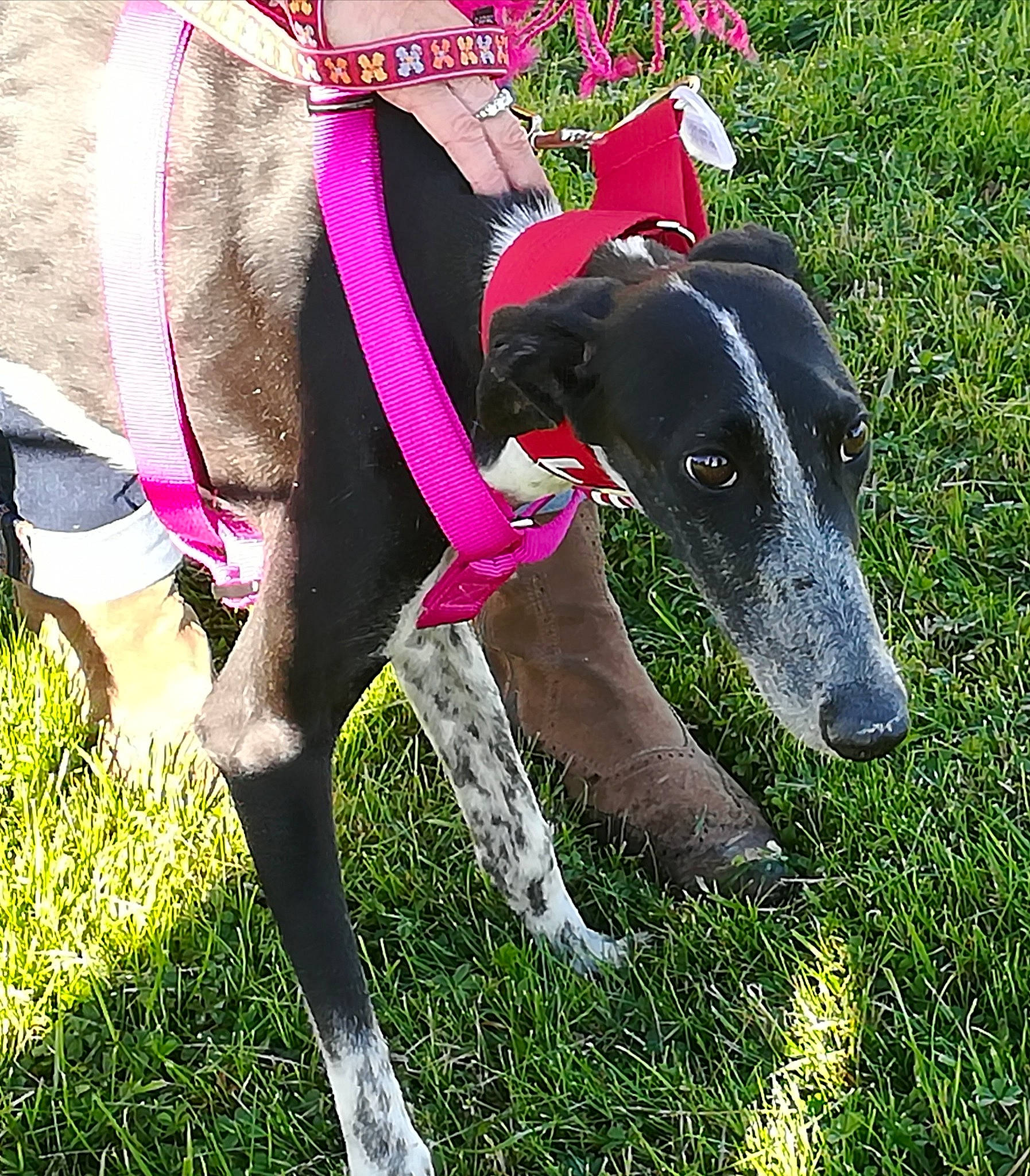 Noor participe au concours pour gagner de l'argent avec cette photo : canidae, carnivore, collar, companion_dog, dog, dog_breed, dog_collar, dog_supply, fawn, grass, magyar_agar, pet_supply, plant, rampur_greyhound, sighthound, snout, sporting_group, tail, terrestrial_animal, working_animal