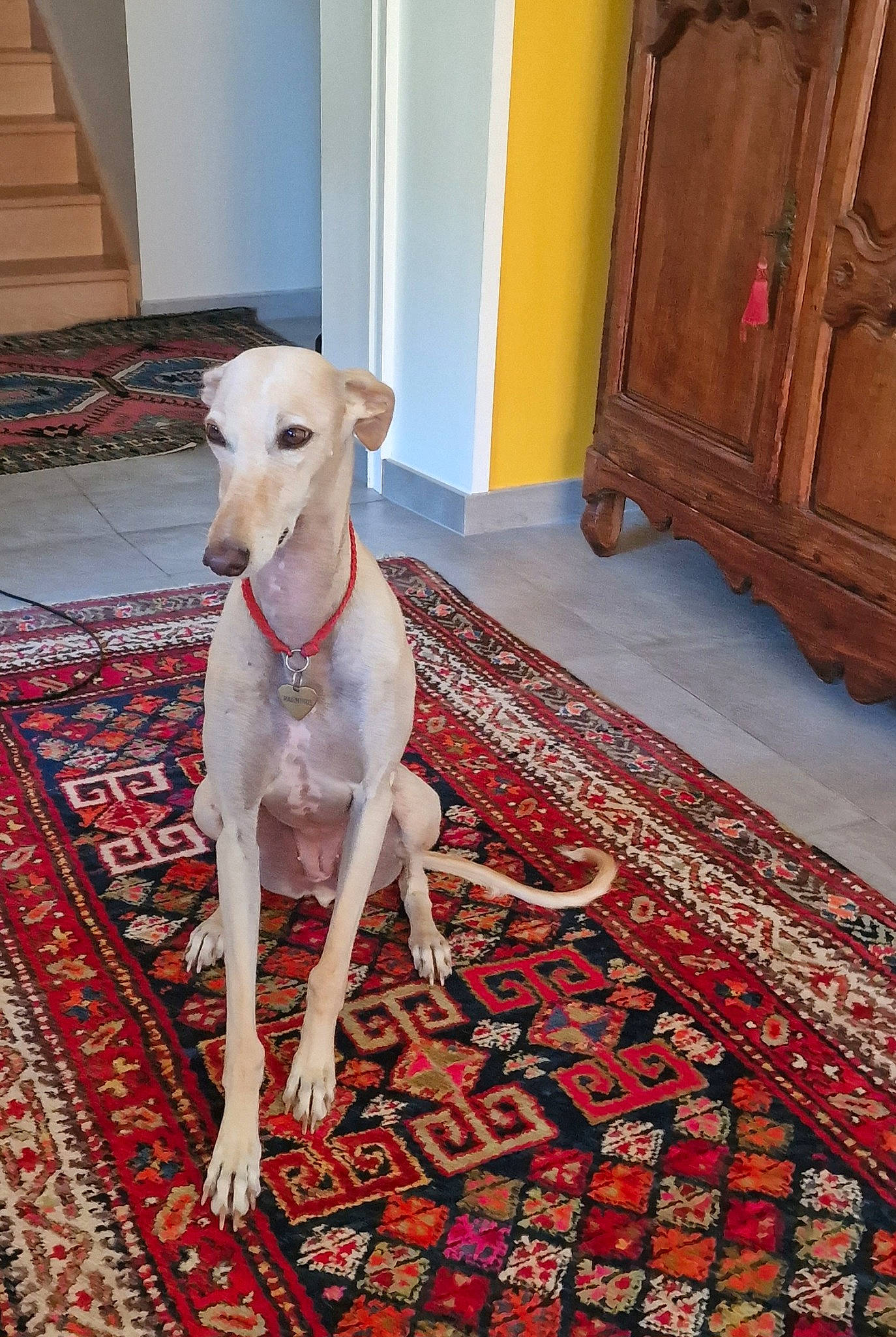 Palmyre a rejoint le concours — aidez-le/la à gagner de superbes lots ! cabinetry, canidae, carnivore, carpet, companion_dog, cupboard, dog, dog_breed, dog_supply, fawn, floor, flooring, hardwood, pattern, pet_supply, rug, sporting_group, varnish, wood, working_animal