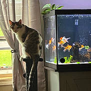 Ash joined the competition — help win amazing prizes! cat, aquarium, fish, goldfish, pet, indoor, window, curtain, sunlight, plants, aquatic, fish_tank, cat_tree, perching, tabby, white_fur, whiskers, home, portrait, cozy