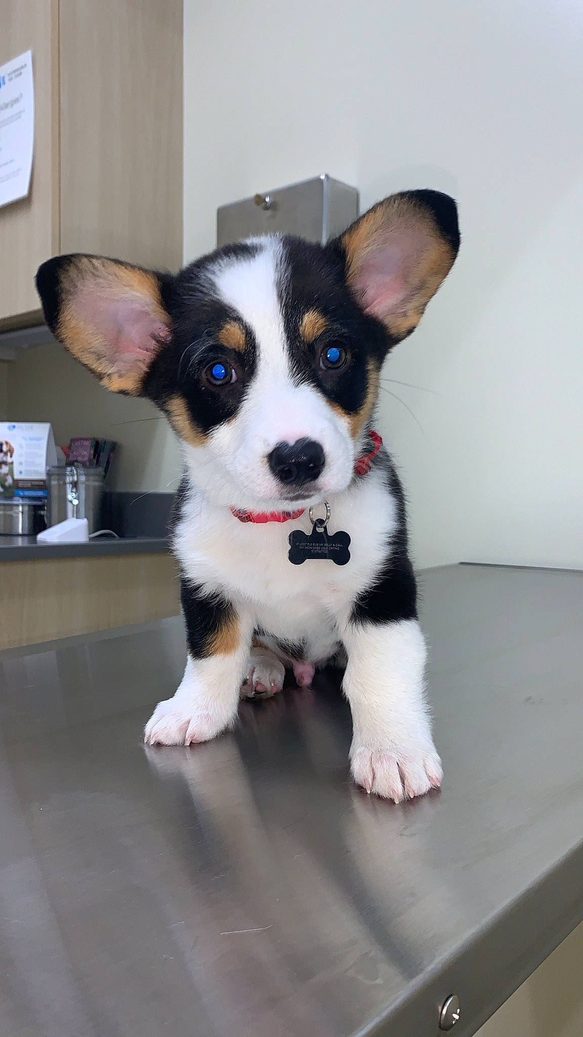 Bengi is registered to the contest to win money with this photo: canidae, cardigan_welsh_corgi, carnivore, companion_dog, corgi_chihuahua, dog, dog_breed, herding_dog, mammal, miniature_fox_terrier, pembroke_welsh_corgi, puppy, rare_breed_dog, snout, sporting_group, teddy_roosevelt_terrier, tenterfield_terrier, vertebrate, welsh_corgi