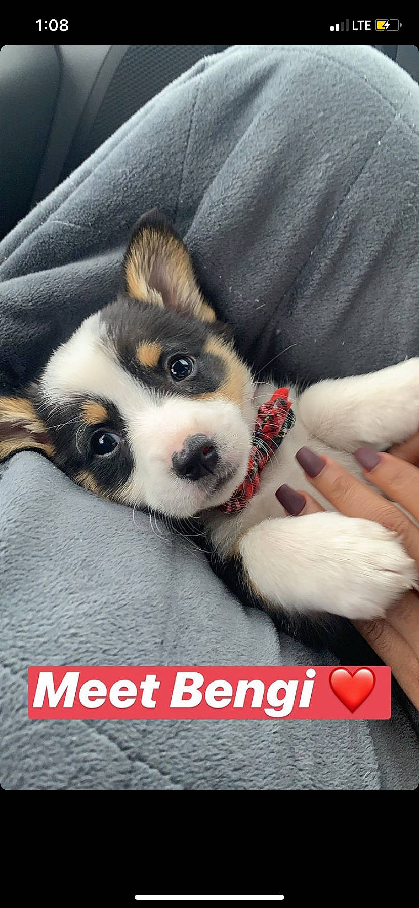 Bengi joined the competition — help win amazing prizes! canidae, cardigan_welsh_corgi, carnivore, companion_dog, dog, dog_breed, mammal, miniature_siberian_husky, nose, paw, pembroke_welsh_corgi, photo_caption, puppy, puppy_love, siberian_husky, snout, vertebrate, welsh_corgi