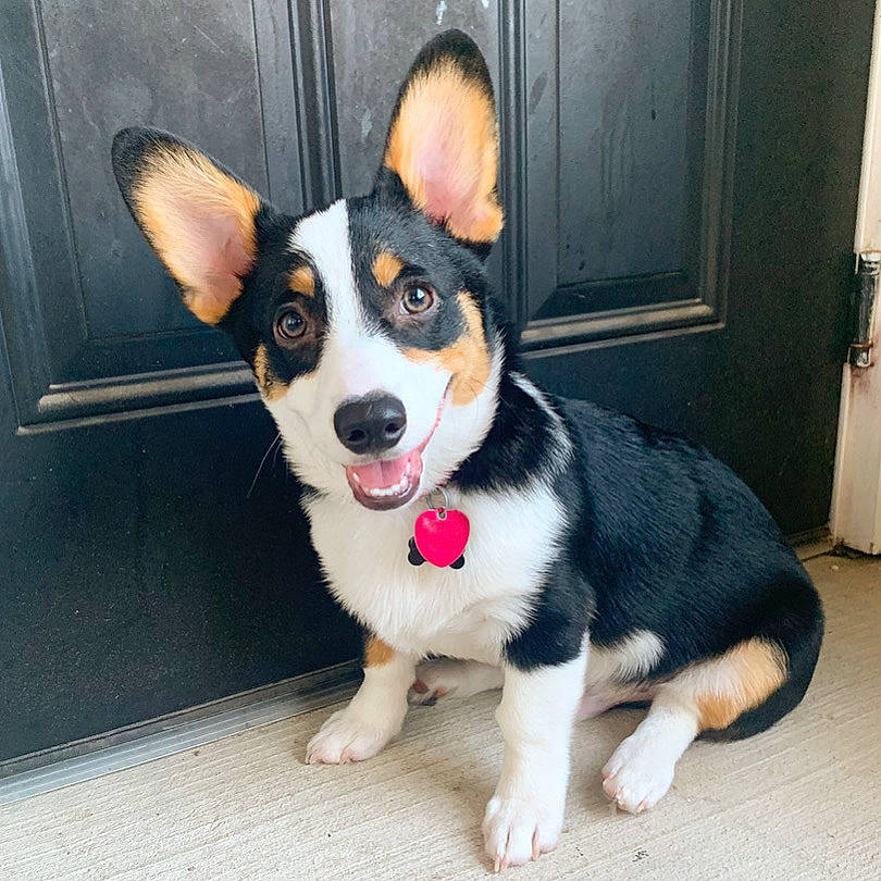 Bengi is registered to the contest to win money with this photo: australian_kelpie, canidae, cardigan_welsh_corgi, carnivore, corgi_chihuahua, dog, dog_breed, herding_dog, mammal, nose, pembroke_welsh_corgi, puppy, rare_breed_dog, snout, teddy_roosevelt_terrier, vertebrate, welsh_corgi