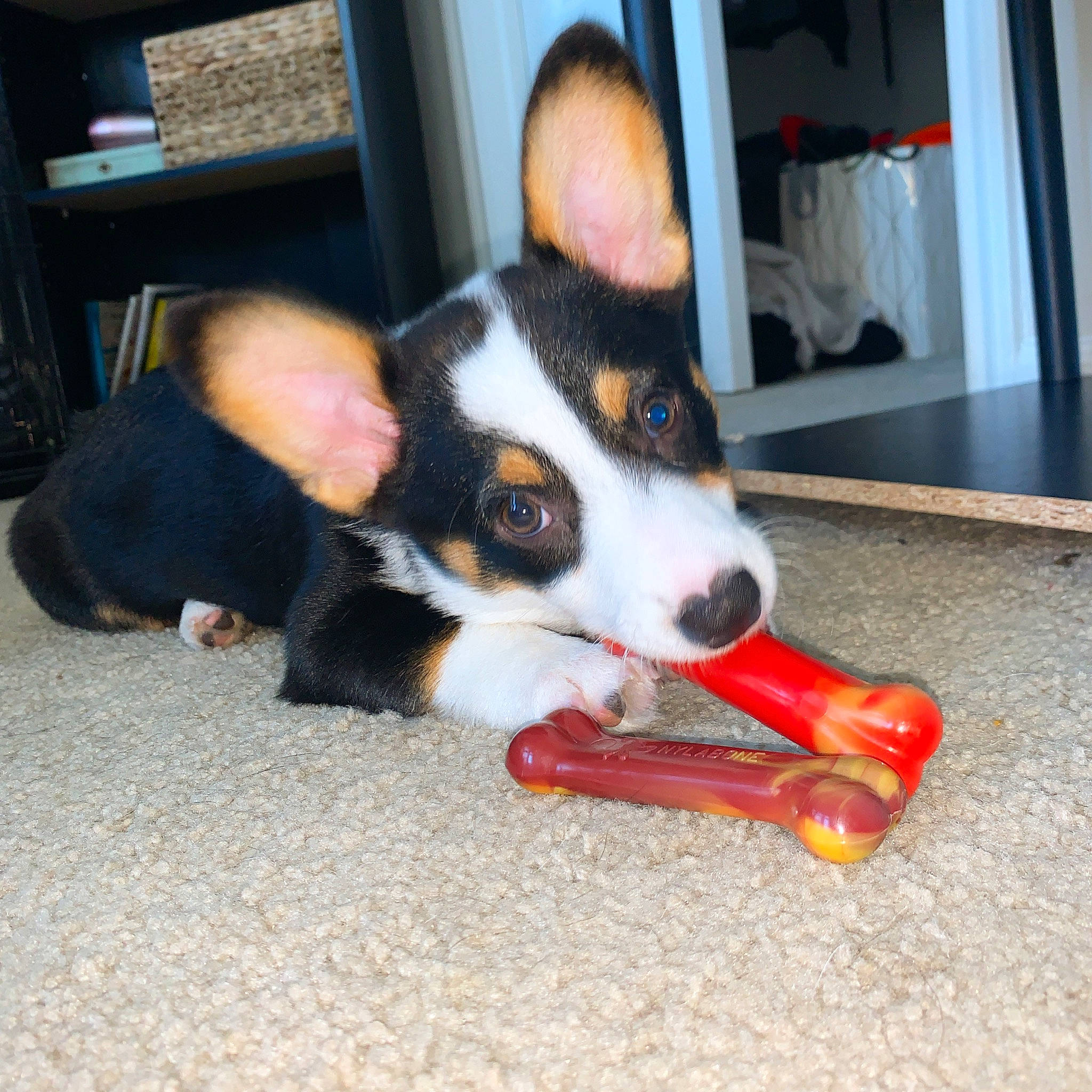 Bengi is registered to the contest to win money with this photo: appenzeller_sennenhund, canidae, cardigan_welsh_corgi, carnivore, companion_dog, dog, dog_breed, entlebucher_mountain_dog, mammal, puppy, smooth_collie, snout, vertebrate, welsh_sheepdog