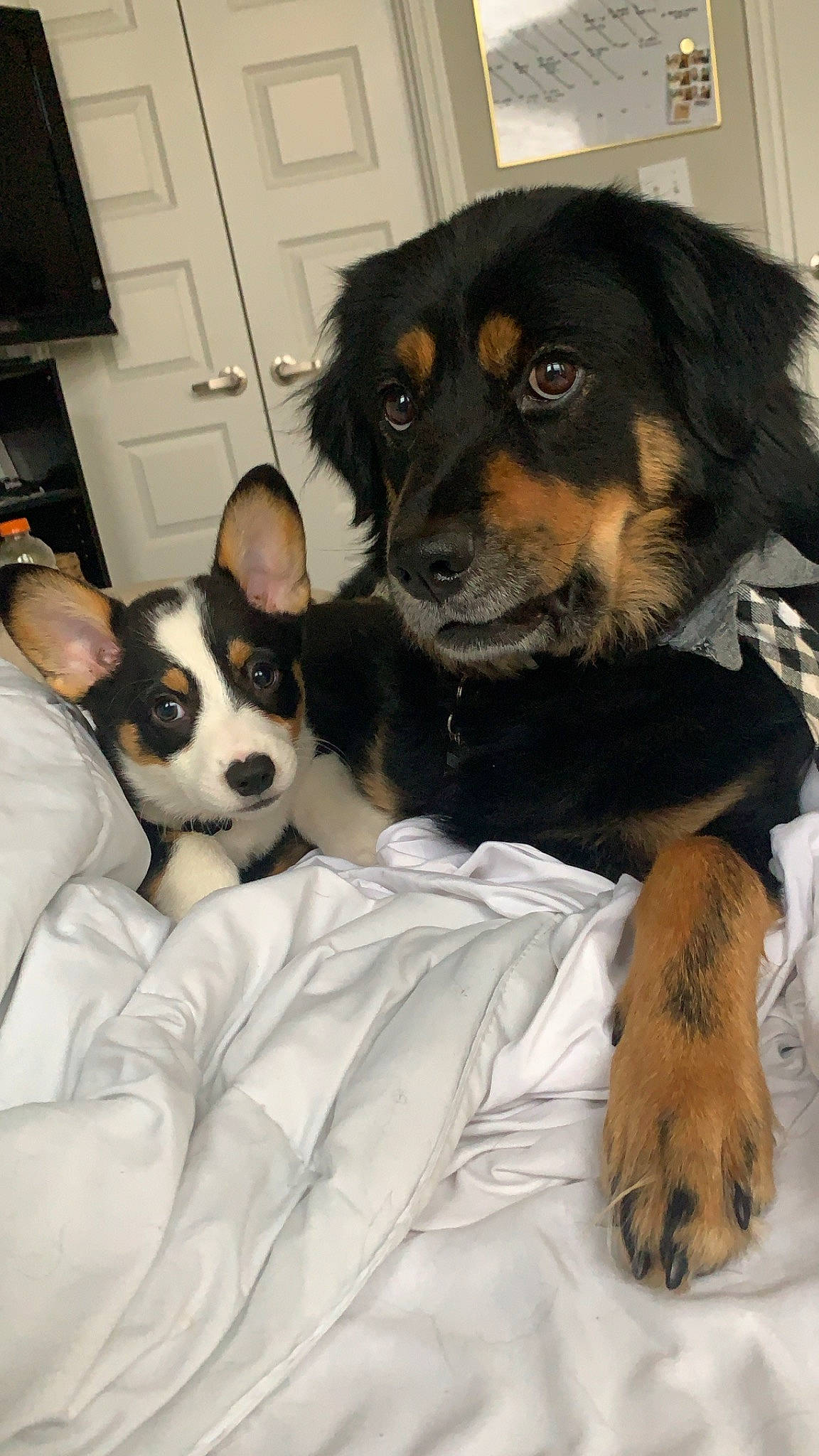 Bengi is registered to the contest to win money with this photo: australian_kelpie, australian_shepherd, bernese_mountain_dog, border_collie, canidae, carnivore, companion_dog, dog, dog_breed, english_shepherd, herding_dog, mammal, miniature_australian_shepherd, puppy, puppy_love, rare_breed_dog, small_greek_domestic_dog, snout, sporting_group, vertebrate