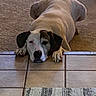 Samantha is registered to the contest to win money with this photo: animal, black_ears, brown, calm, canine, carpet, dog, domestic_animal, floor_transition, home, indoor, lying_down, paws, pet, quiet, relaxed, resting, sleepy, tile_floor, white