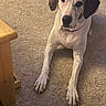 Samantha is registered to the contest to win money with this photo: animal, brown, canine, carpet, chain_collar, collar, dog, domestic, ears, floor, furniture, indoor, looking, lying_down, paw, pet, pet_toy, relaxed, toy, white