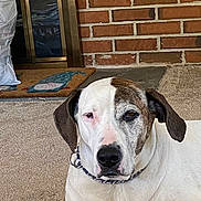 Samantha is registered to the contest to win money with this photo: animal, brick_wall, brown_and_white, calm, carpet, chain_collar, closeup, dog, door, doormat, expression, face, floor, indoor, mammal, penguin_design, pet, reflective_surface, sitting, wood