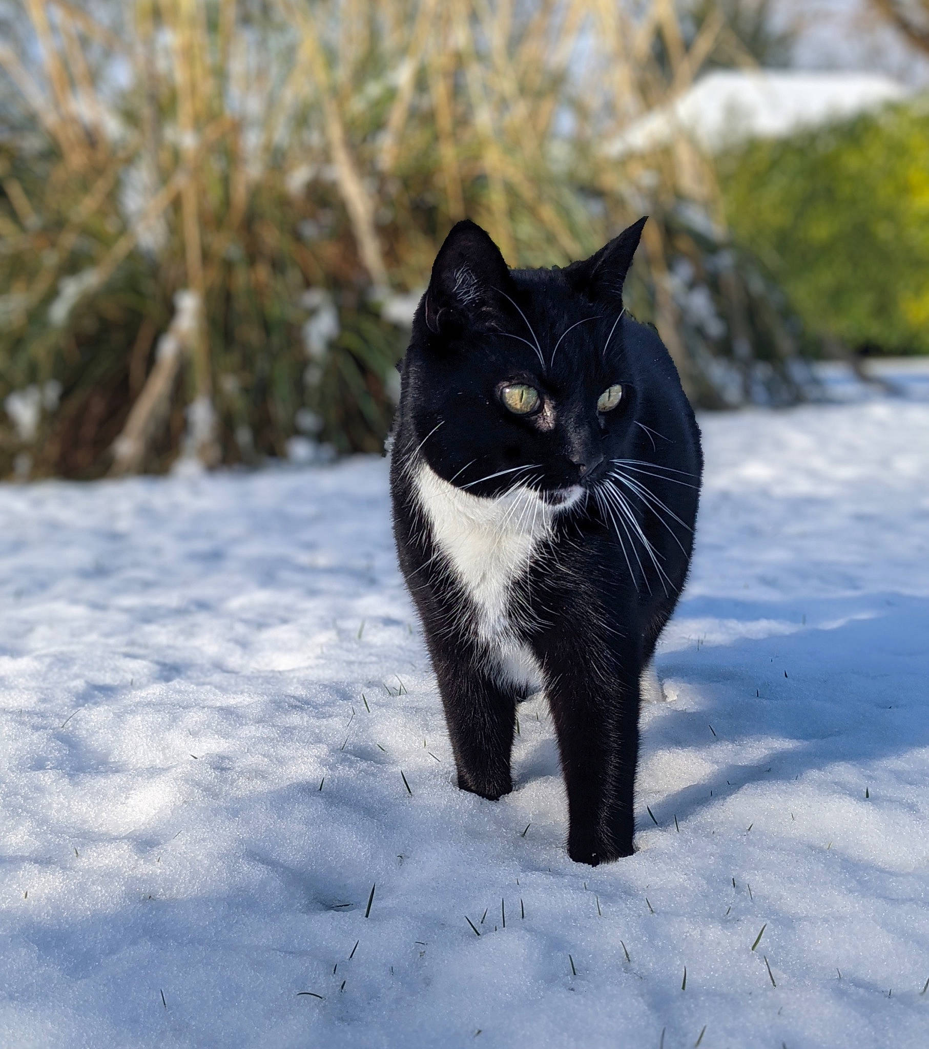 Scribs Aka Boss joined the competition — help win amazing prizes! black_cat, carnivore, cat, domestic_short_haired_cat, electric_blue, eye, felidae, freezing, fur, grass, grey, paw, small_to_medium_sized_cats, snow, tail, terrestrial_animal, tree, water, whiskers, winter