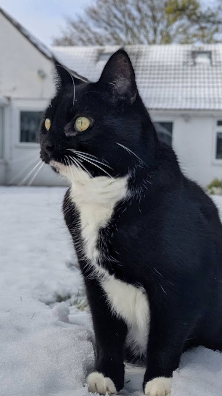 Scribs Aka Boss is registered to the contest to win money with this photo: black_cat, carnivore, cat, domestic_short_haired_cat, felidae, freezing, fur, monochrome, monochrome_photography, paw, precipitation, small_to_medium_sized_cats, snout, snow, tail, terrestrial_animal, tree, whiskers, window, winter