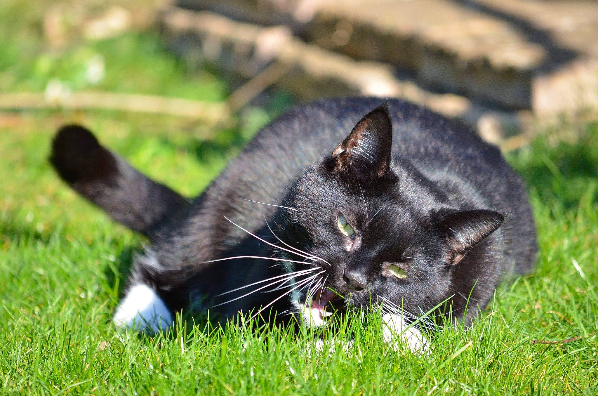 Scribs Aka Boss joined the competition — help win amazing prizes! black_cat, bombay, carnivore, cat, claw, domestic_short_haired_cat, eye, felidae, fur, grass, grassland, groundcover, plant, sitting, small_to_medium_sized_cats, snout, tail, terrestrial_animal, tree, whiskers