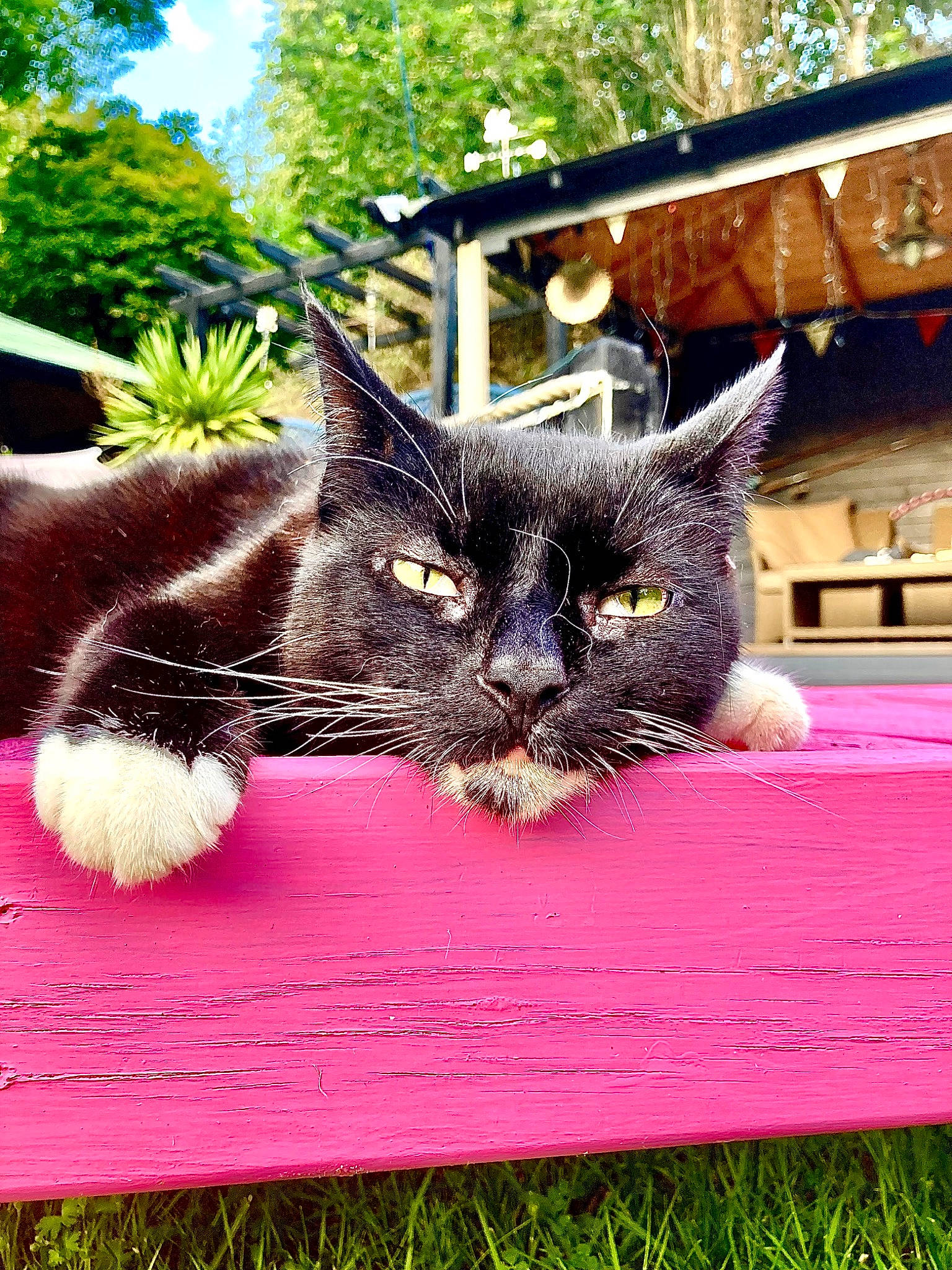 Scribs Aka Boss joined the competition — help win amazing prizes! black_cat, carnivore, cat, domestic_short_haired_cat, fawn, felidae, flowerpot, fur, garden, grass, houseplant, plant, small_to_medium_sized_cats, snout, tail, tints_and_shades, tree, whiskers, window, wood