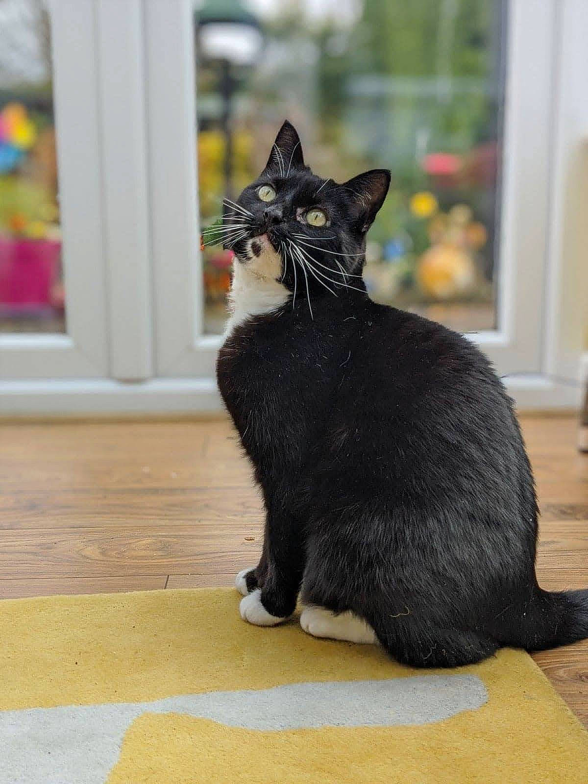 Scribs Aka Boss is registered to the contest to win money with this photo: black_cat, bombay, carnivore, cat, claw, domestic_short_haired_cat, felidae, floor, flooring, foot, fur, grey, hardwood, small_to_medium_sized_cats, snout, tail, terrestrial_animal, whiskers, window, wood