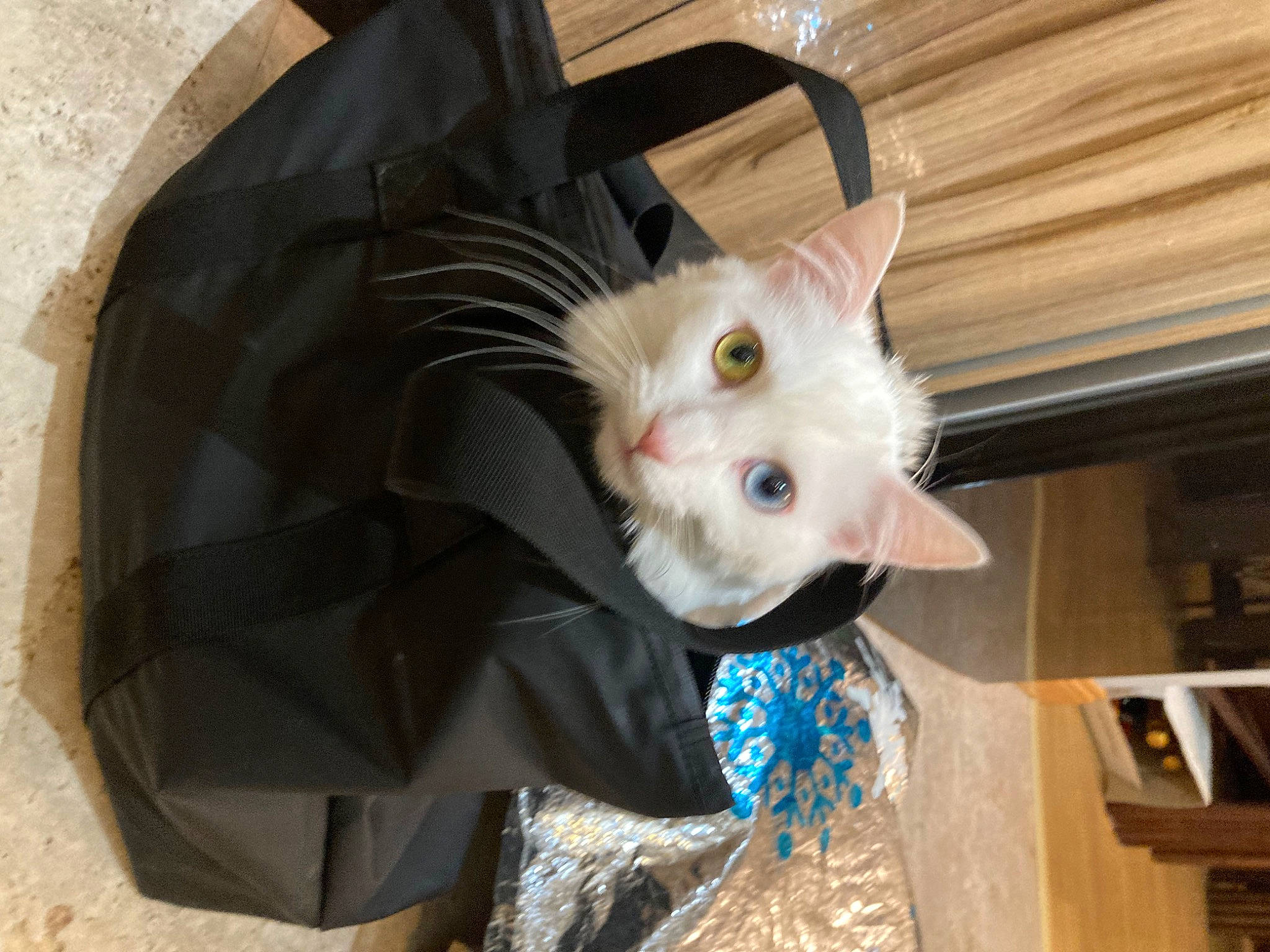 Cleo De Rinks is registered to the contest to win money with this photo: carnivore, cat, domestic_short_haired_cat, fawn, felidae, fur, hardwood, small_to_medium_sized_cats, snout, tail, toy, whiskers, wood