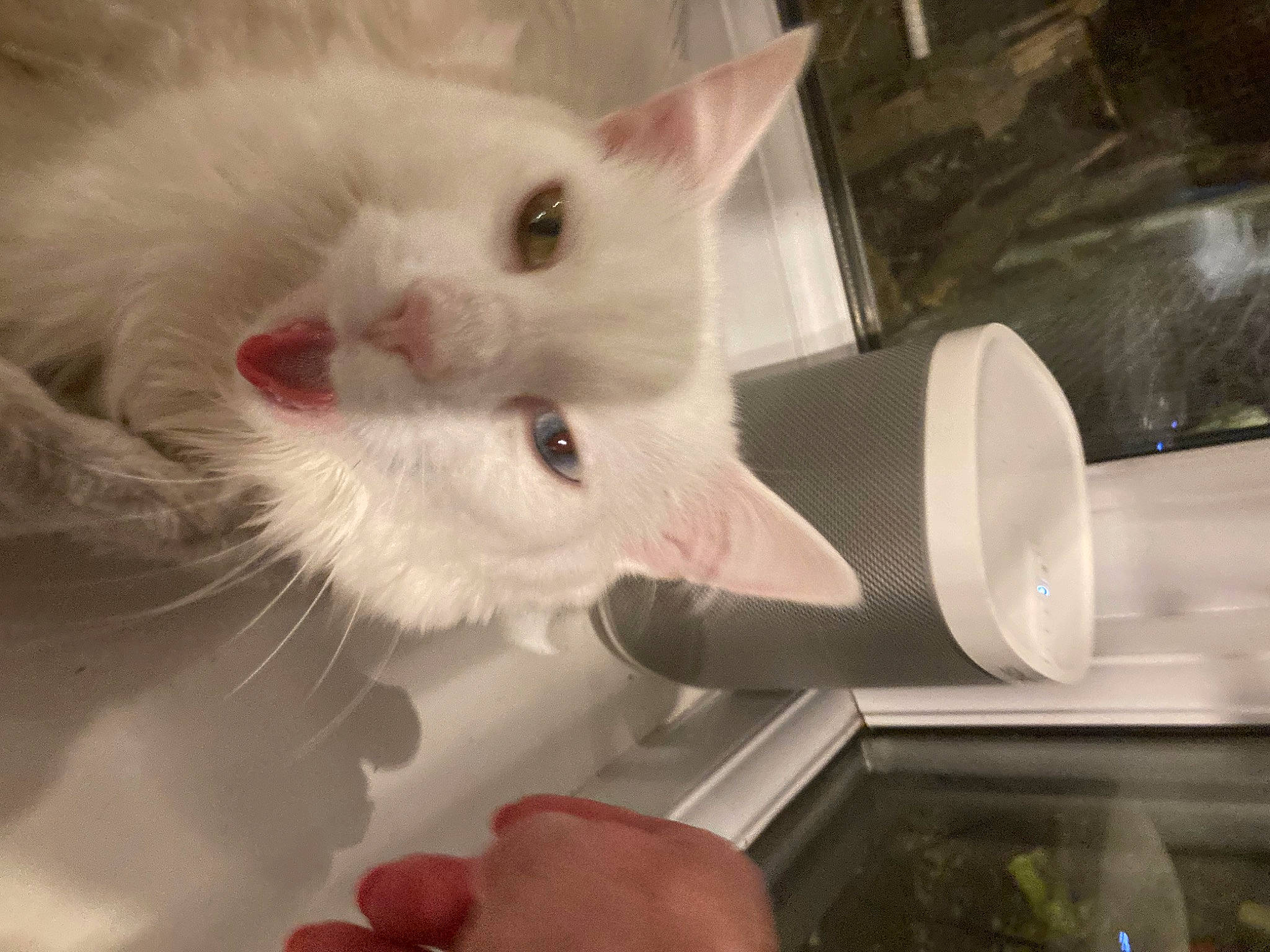 Cleo De Rinks is registered to the contest to win money with this photo: carnivore, cat, claw, domestic_short_haired_cat, fawn, felidae, fur, nail, paw, small_to_medium_sized_cats, snout, tail, vehicle_door, whiskers, windshield