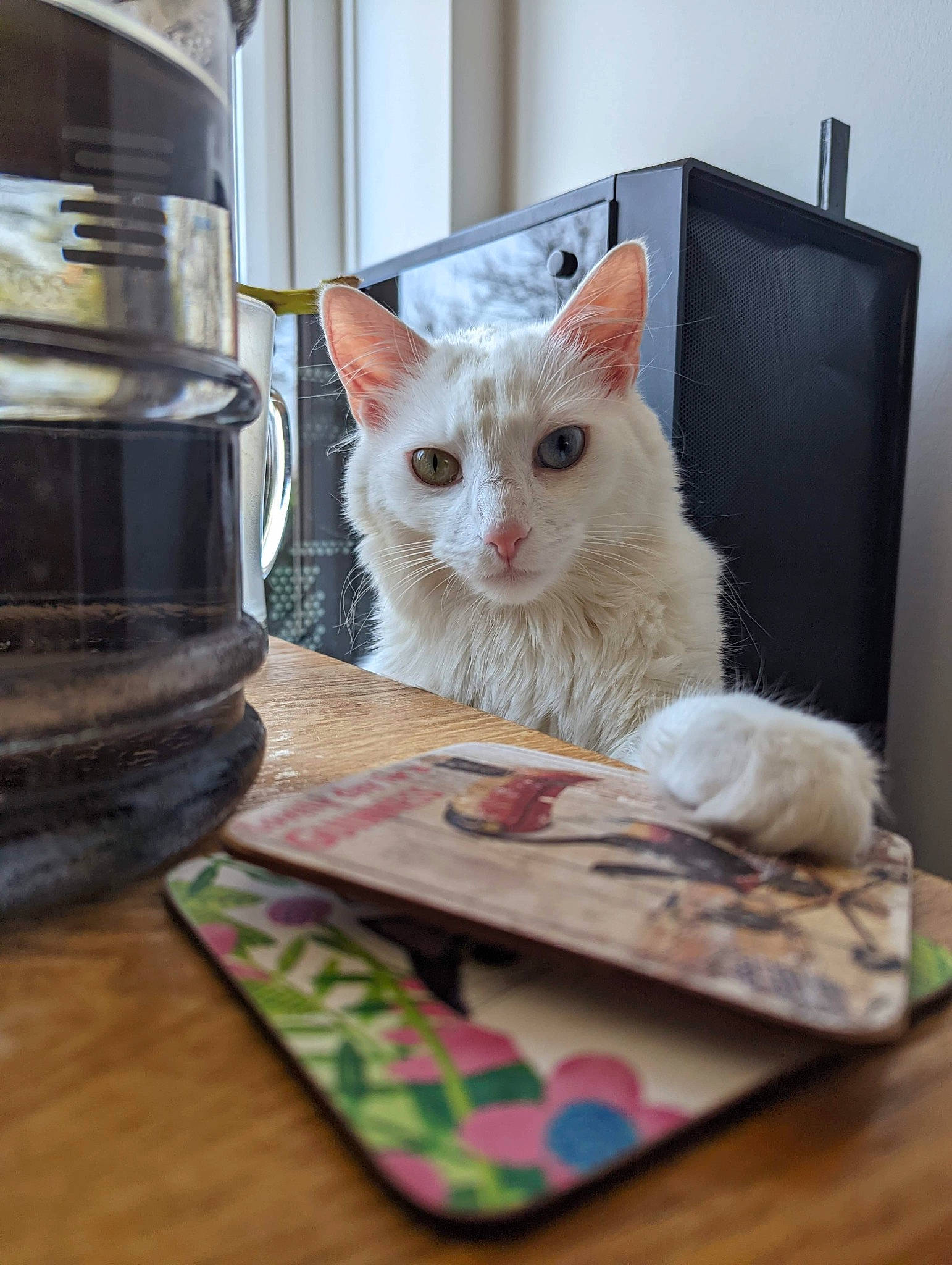 Cleo De Rinks joined the competition — help win amazing prizes! box, carnivore, cat, cat_furniture, cat_supply, domestic_short_haired_cat, fawn, felidae, flooring, fur, hardwood, pattern, paw, pet_supply, room, small_to_medium_sized_cats, snout, tail, whiskers, wood