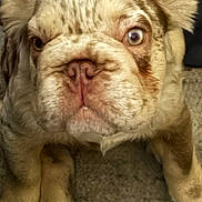 Cash is registered to the contest to win money with this photo: dog, bulldog, close_up, wrinkly, light_colored, pet, animal, cute, face, ears, paws, lying_down, fur, texture, floor, indoor, expression, curious, portrait, mammal
