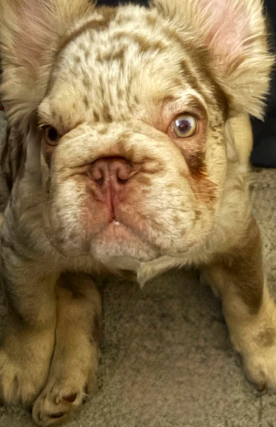 Cash is registered to the contest to win money with this photo: dog, bulldog, close_up, wrinkly, light_colored, pet, animal, cute, face, ears, paws, lying_down, fur, texture, floor, indoor, expression, curious, portrait, mammal