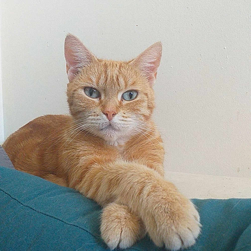 Nais a rejoint le concours — aidez-le/la à gagner de superbes lots ! abyssinian, angora, animal, architecture, building, cat, chair, couch, cushion, furniture, homedecor, indoors, kitten, livingroom, manx, person, pet, room, siamese, sleeping