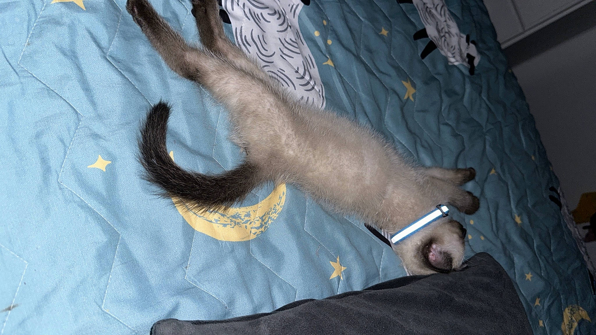 Yasmine a rejoint le concours — aidez-le/la à gagner de superbes lots ! art, barefoot, carnivore, comfort, dog, dog_breed, elbow, fawn, foot, fur, gesture, grey, human_leg, knee, snout, sporting_group, tail, thigh, toe, wrist