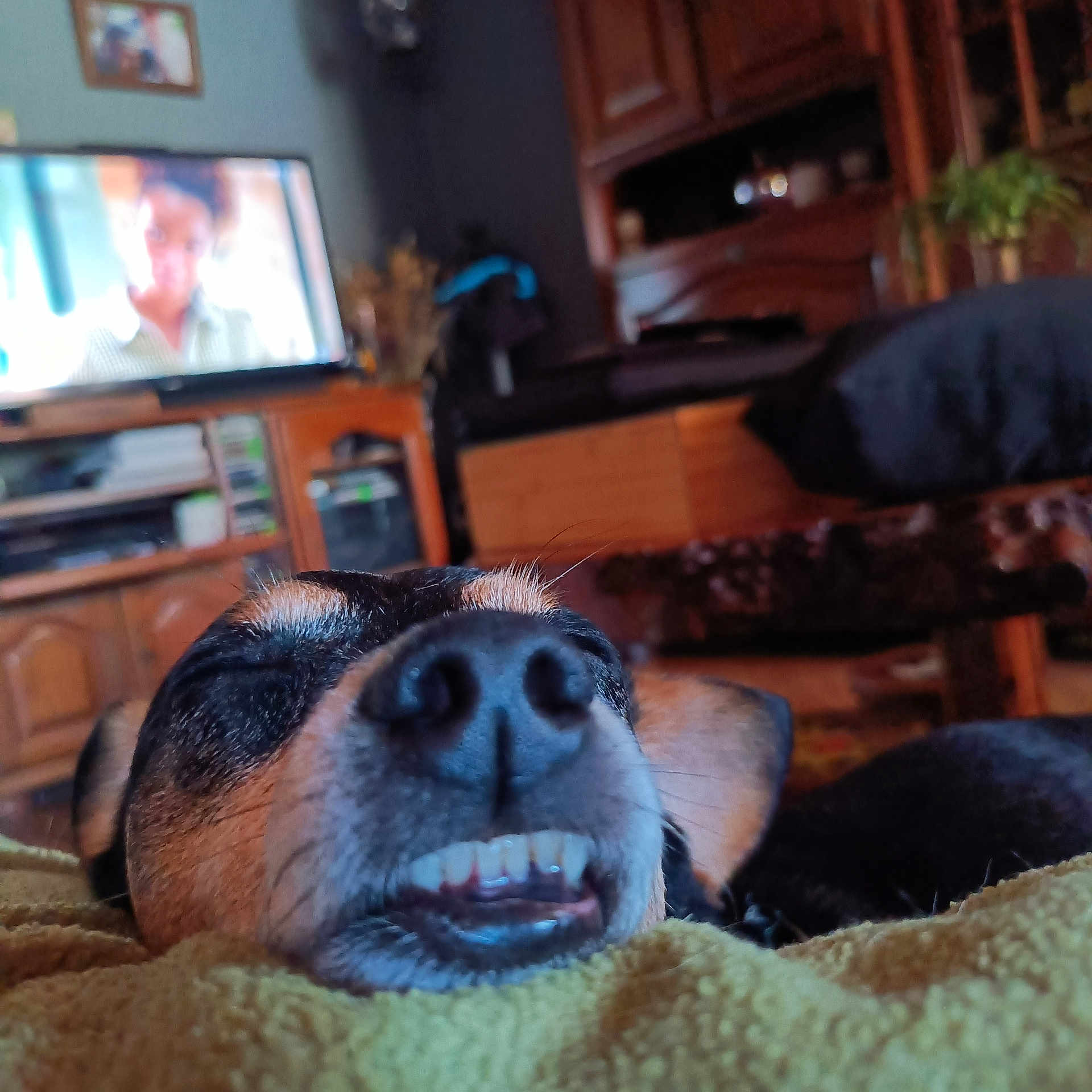 Loulou a rejoint le concours — aidez-le/la à gagner de superbes lots ! dog, nose, teeth, sleeping, blanket, indoor, living_room, furniture, television, cozy, wooden_cabinet, blurred_background, pet, closeup, face, resting, cute, animal, home, relaxed