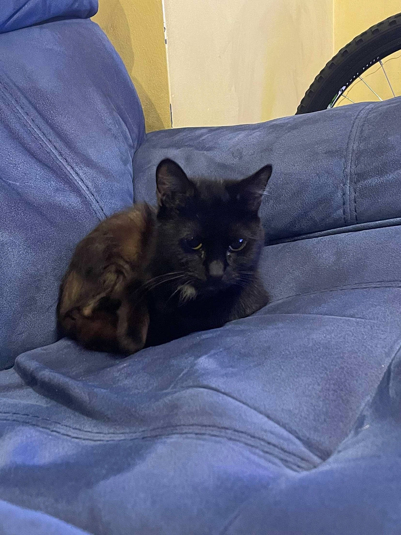 Chloe is registered to the contest to win money with this photo: black_cat, bombay, carnivore, cat, cat_supply, claw, comfort, domestic_short_haired_cat, electric_blue, fawn, felidae, fur, grey, liver, small_to_medium_sized_cats, snout, tail, terrestrial_animal, tints_and_shades, whiskers