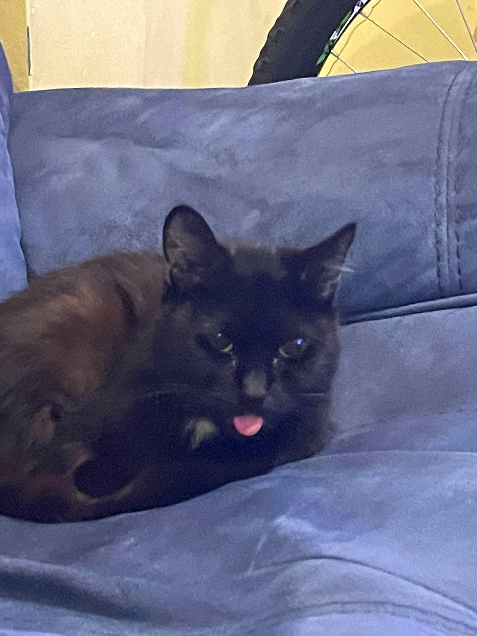 Chloe is registered to the contest to win money with this photo: black_cat, bombay, carnivore, cat, cat_bed, cat_supply, comfort, domestic_short_haired_cat, eye, felidae, fur, grey, iris, nap, sitting, small_to_medium_sized_cats, snout, tail, terrestrial_animal, whiskers