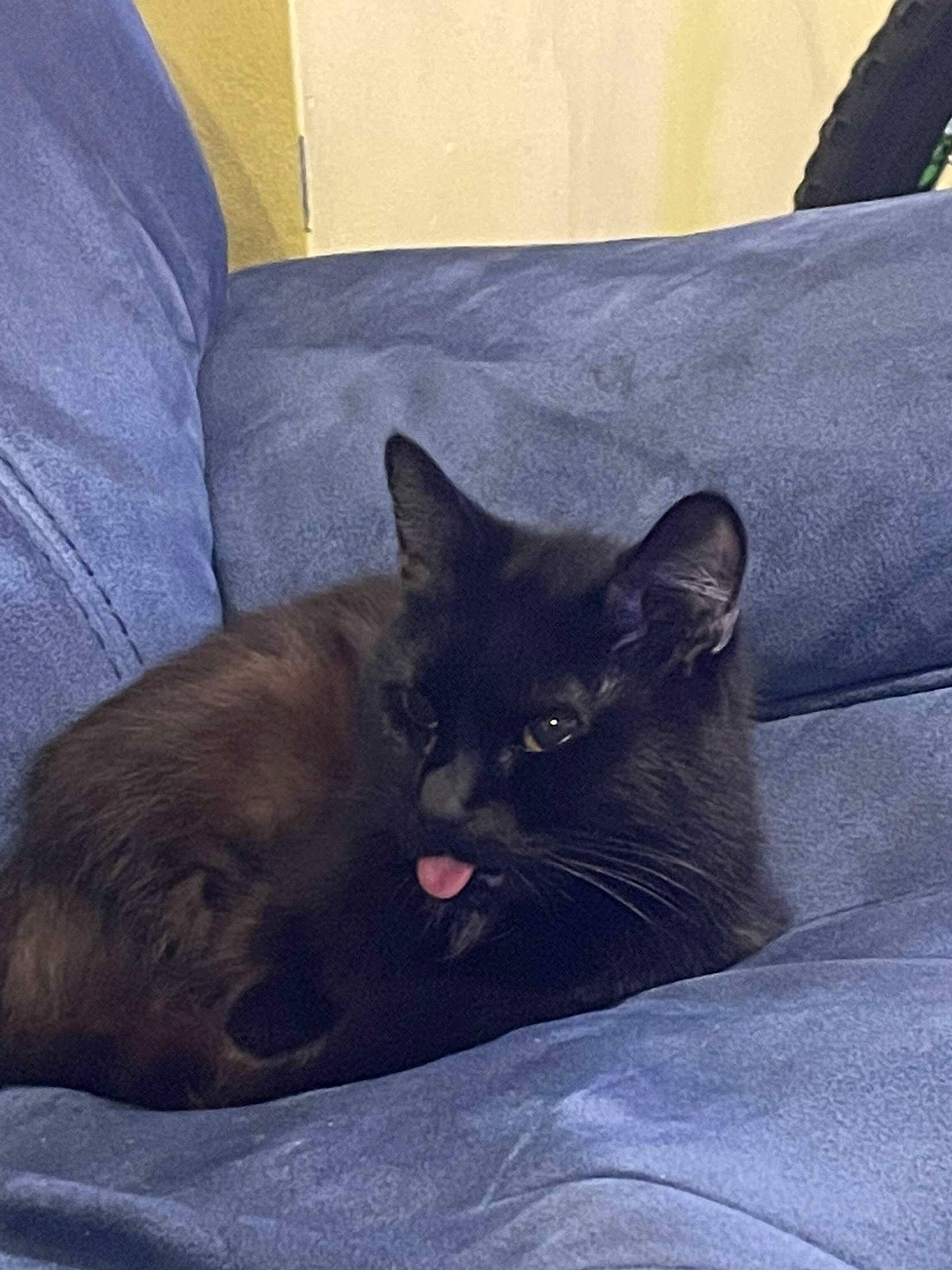 Chloe is registered to the contest to win money with this photo: black_cat, bombay, carnivore, cat, cat_bed, cat_supply, comfort, domestic_short_haired_cat, felidae, fur, furniture, grey, havana_brown, nap, room, sitting, small_to_medium_sized_cats, snout, tail, whiskers