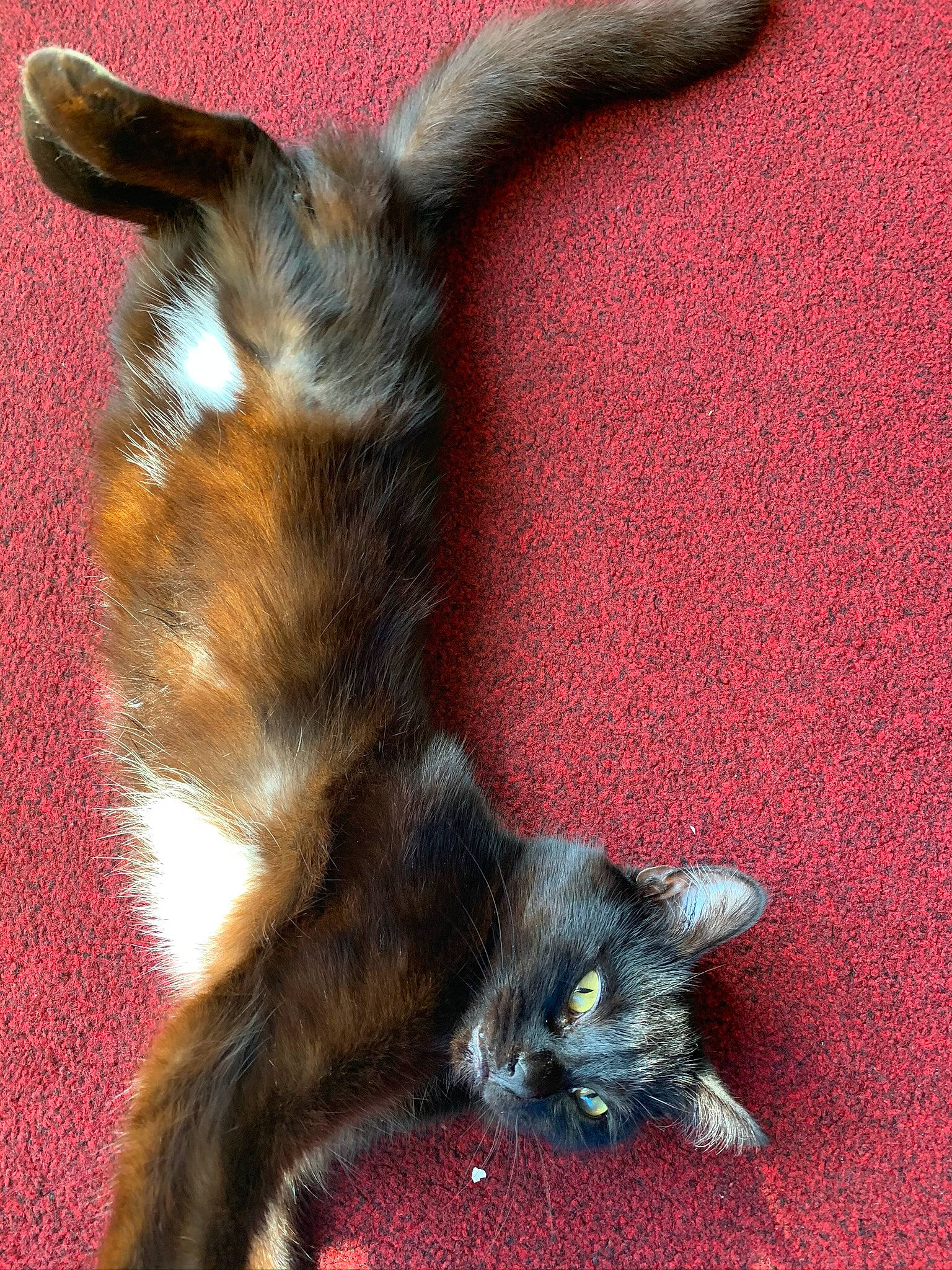 Chloe is registered to the contest to win money with this photo: carnivore, cat, claw, comfort, domestic_short_haired_cat, felidae, fur, paw, plant, small_to_medium_sized_cats, snout, tail, terrestrial_animal, whiskers