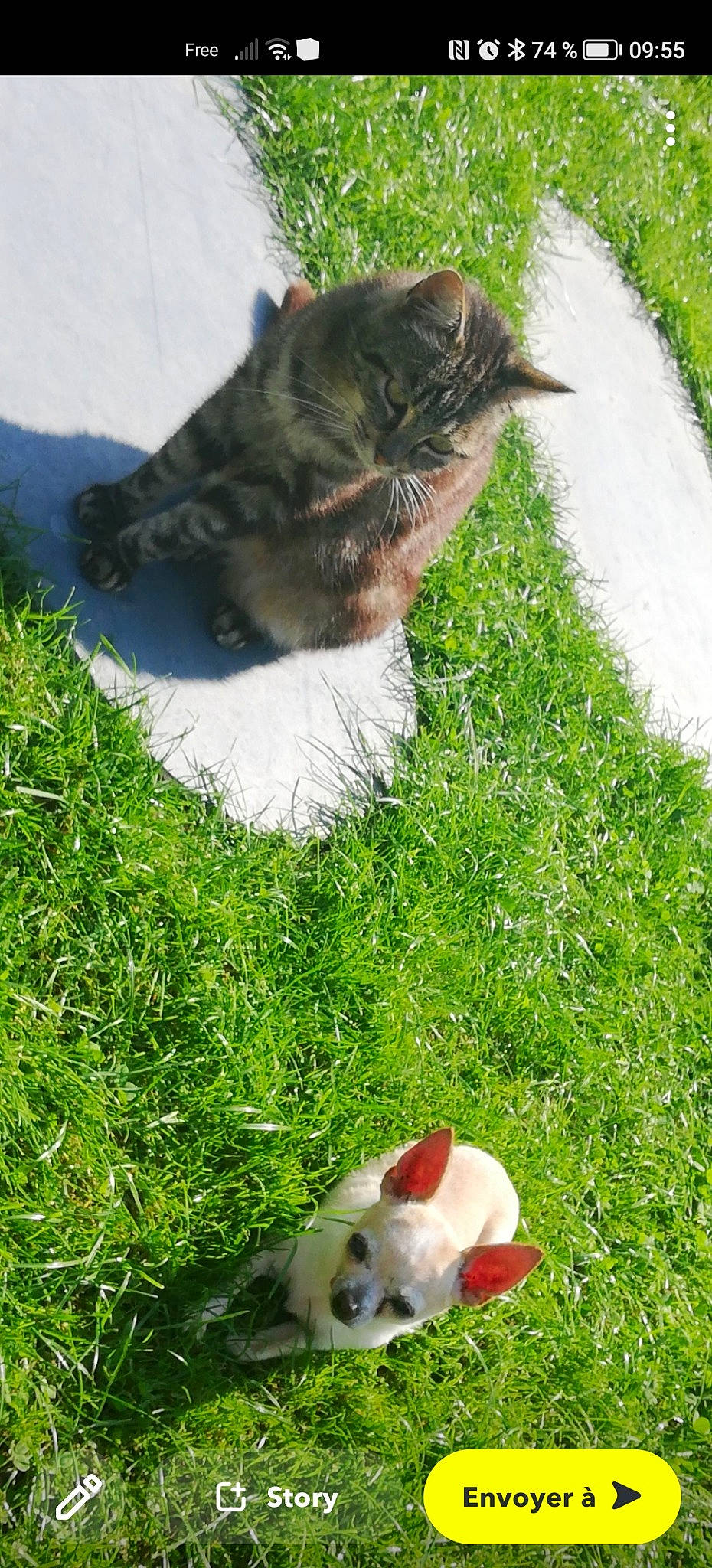 Poumba a rejoint le concours — aidez-le/la à gagner de superbes lots ! ball, cat, domestic_short_haired_cat, felidae, garden, grass, grass_family, grassland, green, groundcover, lawn, lawn_ornament, people_in_nature, plant, small_to_medium_sized_cats, spring, tail, toy, vegetation, whiskers