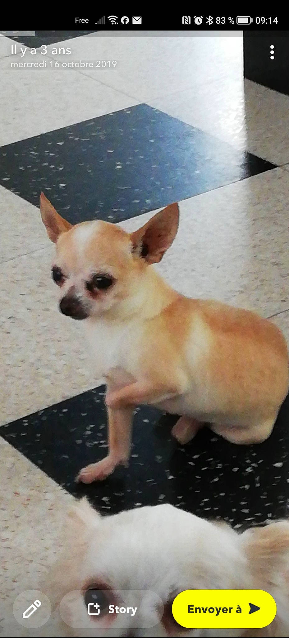 Poumba a rejoint le concours — aidez-le/la à gagner de superbes lots ! ancient_dog_breeds, canidae, carnivore, chihuahua, companion_dog, corgi_chihuahua, dog, dog_breed, dog_supply, ear, fawn, flooring, fur, non_sporting_group, snout, tail, terrestrial_animal, toy_dog, whiskers, working_animal