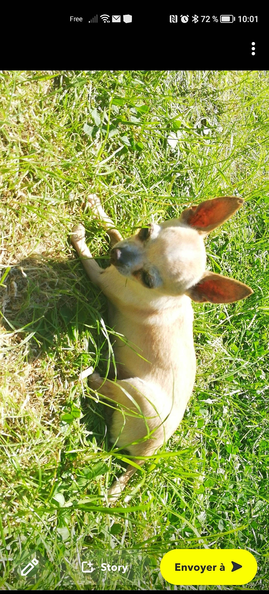 Poumba a rejoint le concours — aidez-le/la à gagner de superbes lots ! canidae, carnivore, chihuahua, companion_dog, dog, dog_breed, fawn, felidae, grass, grassland, plant, rabbit, small_to_medium_sized_cats, snout, sporting_group, tail, terrestrial_animal, toy_dog, whiskers, working_animal