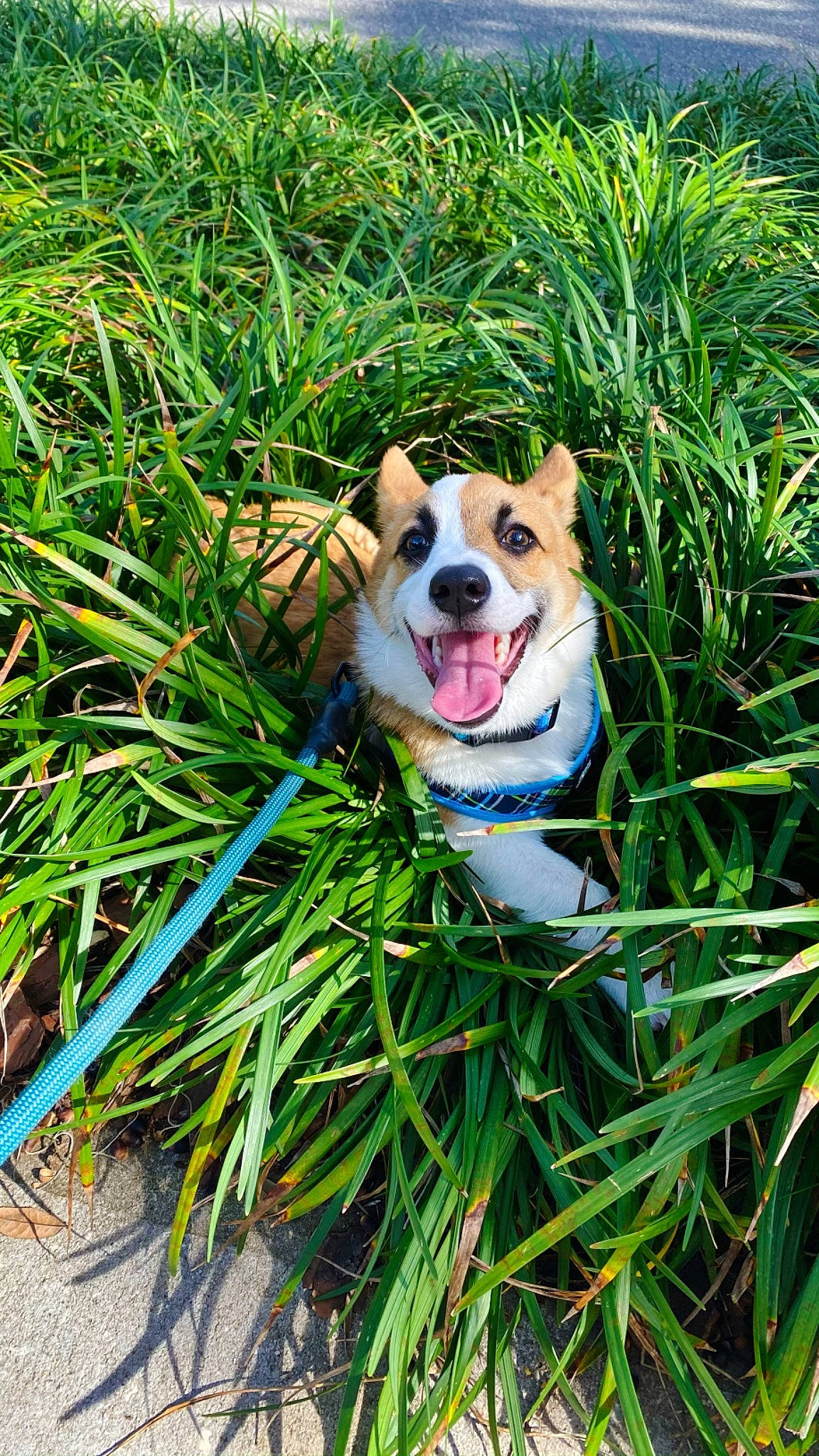 Bentley is registered to the contest to win money with this photo: canidae, carnivore, collar, companion_dog, dog, dog_breed, dog_collar, dog_supply, grass, grass_family, leash, mammal, pet_supply, sedge_family, snout, sporting_group, tongue, working_animal