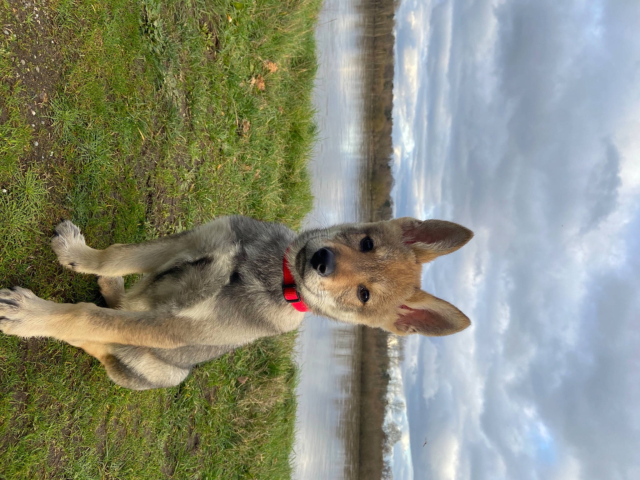 Raikow participe au concours pour gagner de l'argent avec cette photo : canidae, canis, carnivore, cloud, cumulus, dog, dog_breed, fawn, plant, sky, snout, sporting_group, tail, tree, trunk, water, wildlife, wolf, working_animal, working_dog