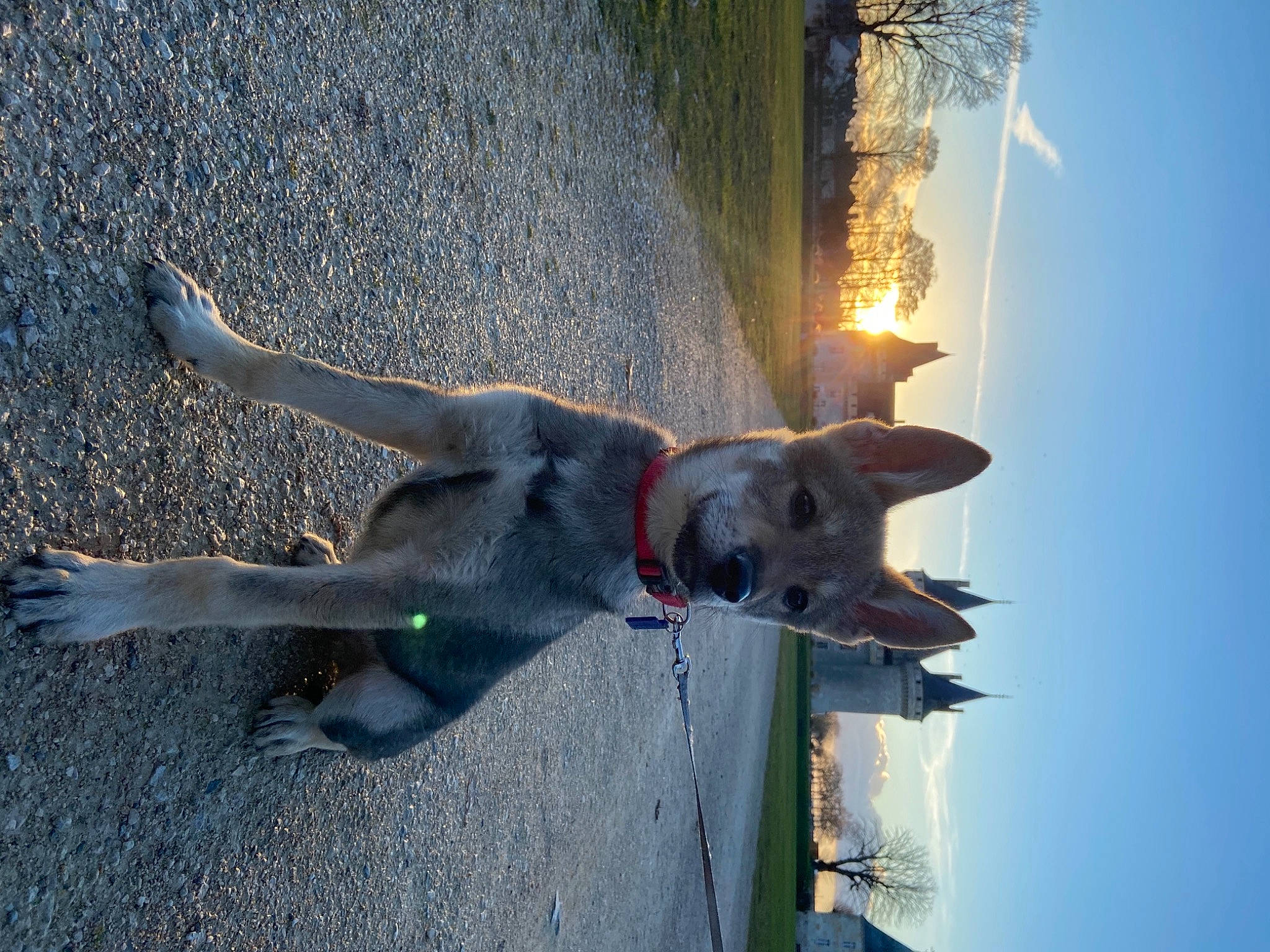 Raikow participe au concours pour gagner de l'argent avec cette photo : adventure, canidae, carnivore, collar, companion_dog, dog, dog_breed, dog_collar, fawn, giant_dog_breed, heat, pet_supply, shadow, sky, snout, sporting_group, tail, water, working_animal, working_dog