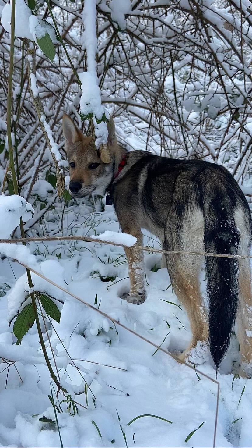 Raikow participe au concours pour gagner de l'argent avec cette photo : canidae, canis, carnivore, dog, dog_breed, fawn, freezing, fur, plant, sled_dog, snout, snow, sporting_group, tail, terrestrial_animal, tree, twig, wildlife, winter, wolf