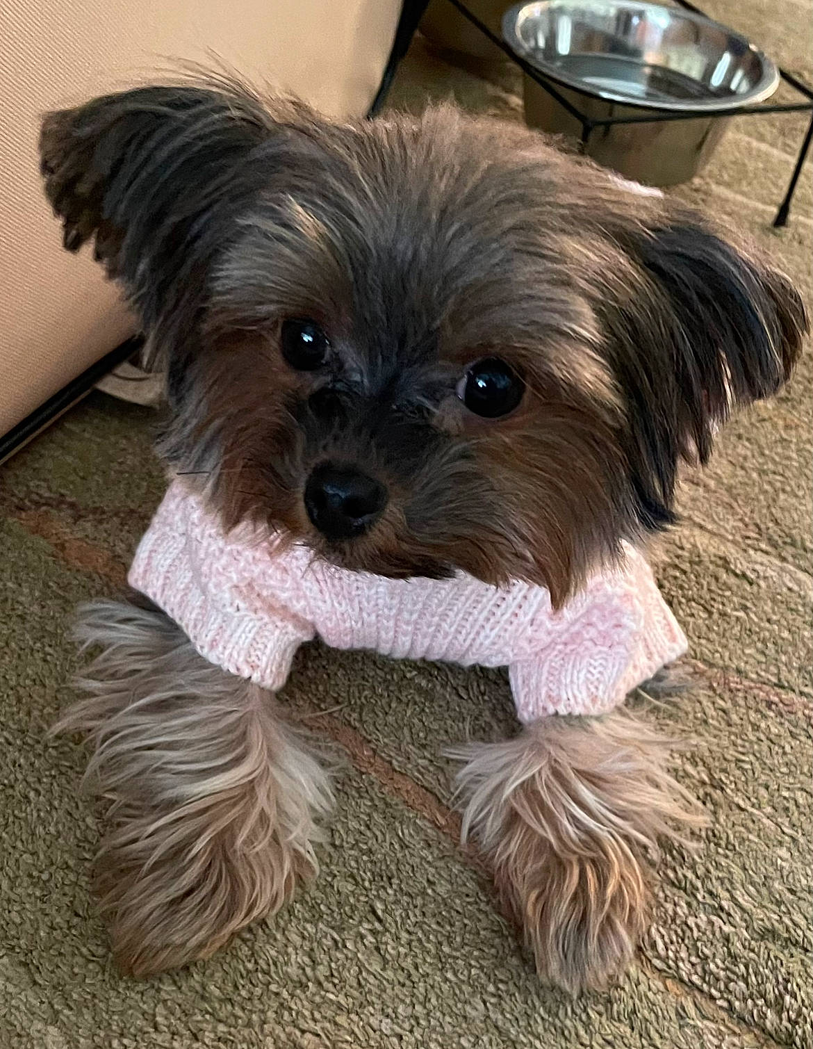 Gucci joined the competition — help win amazing prizes! canidae, carnivore, companion_dog, dog, dog_breed, dog_clothes, dog_supply, fawn, fur, kitchen_utensil, liver, maltepoo, puppy_love, small_terrier, snout, sporting_group, terrier, toy_dog, working_animal, yorkshire_terrier