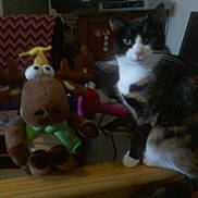 Ursula joined the competition — help win amazing prizes! cat, plush_toy, reindeer, indoor, furniture, blanket, pattern, scarf, toy, animal, pet, curious, sitting, brown, white, black, cozy, decor, fuzzy, soft