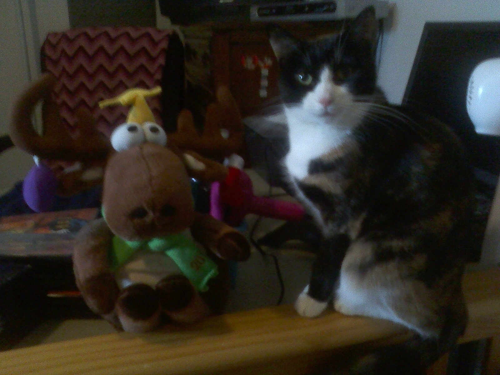 Ursula joined the competition — help win amazing prizes! cat, plush_toy, reindeer, indoor, furniture, blanket, pattern, scarf, toy, animal, pet, curious, sitting, brown, white, black, cozy, decor, fuzzy, soft